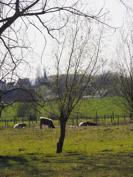 Kalkense Meersen (België)